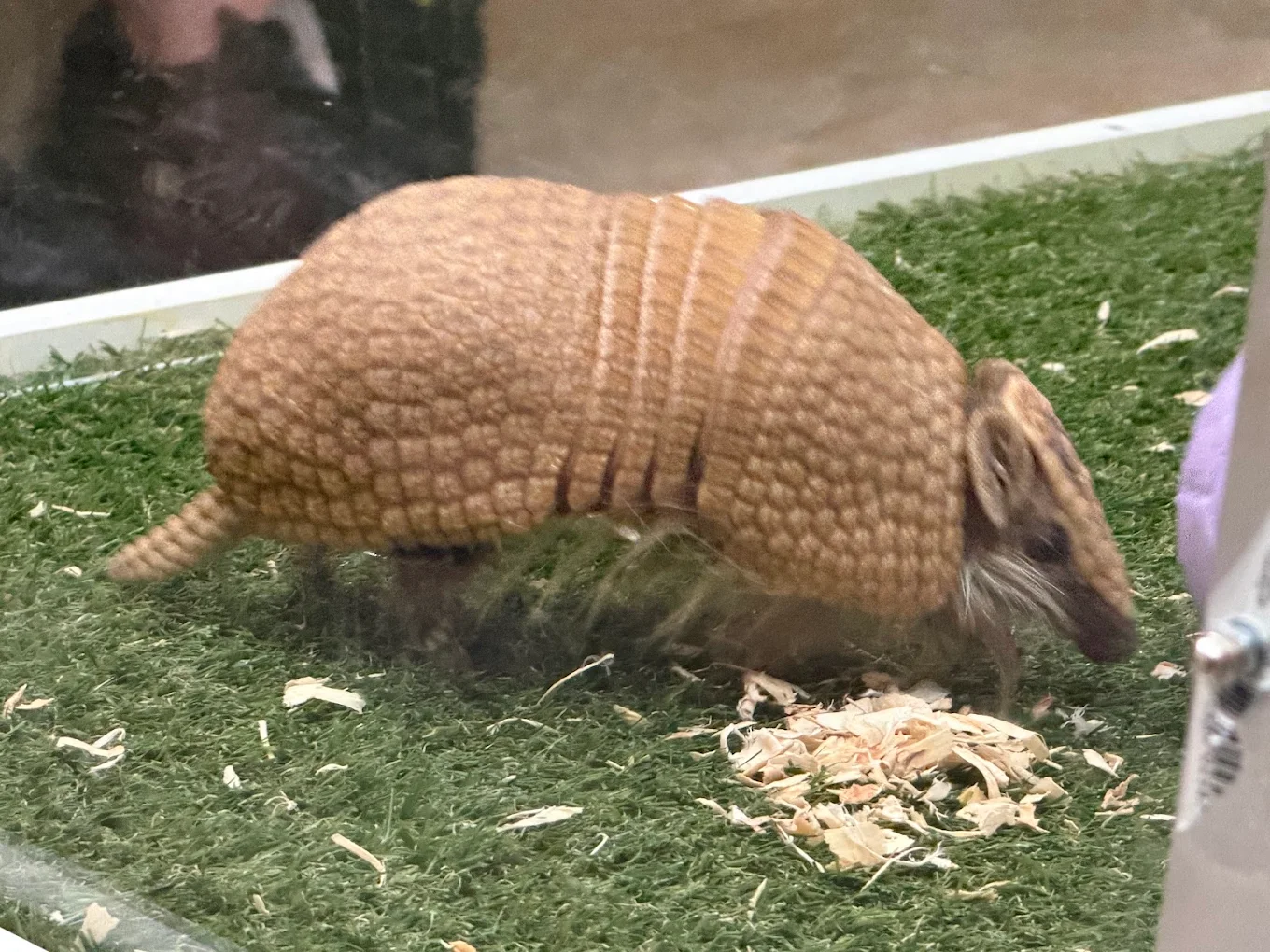 Our nine-banded armadillo ambassador exploring his habitat