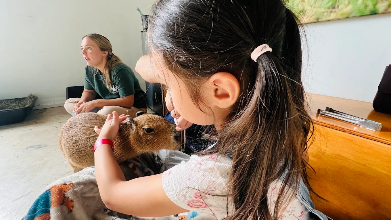 A young guest gently petting a capybara during her session